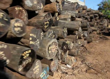 holz