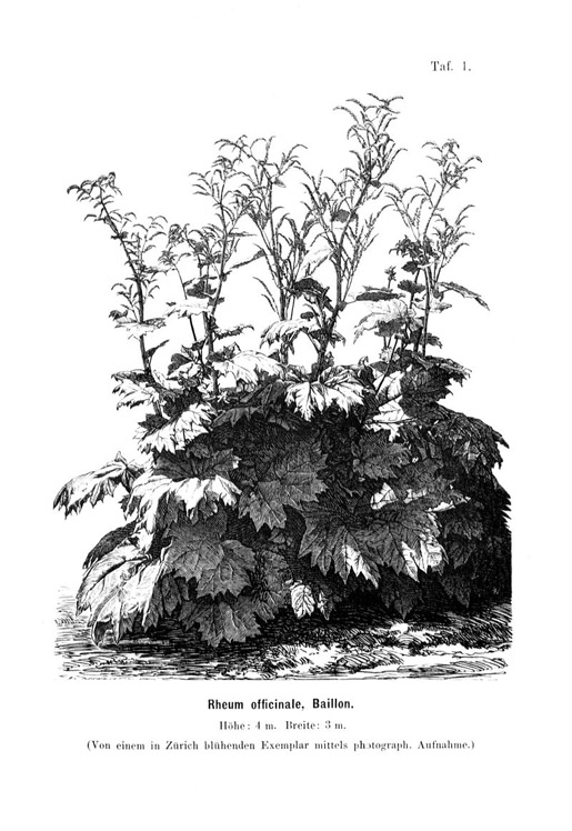 Rheum