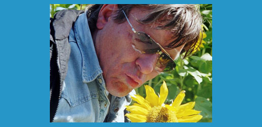 polo hofer sonnenblume