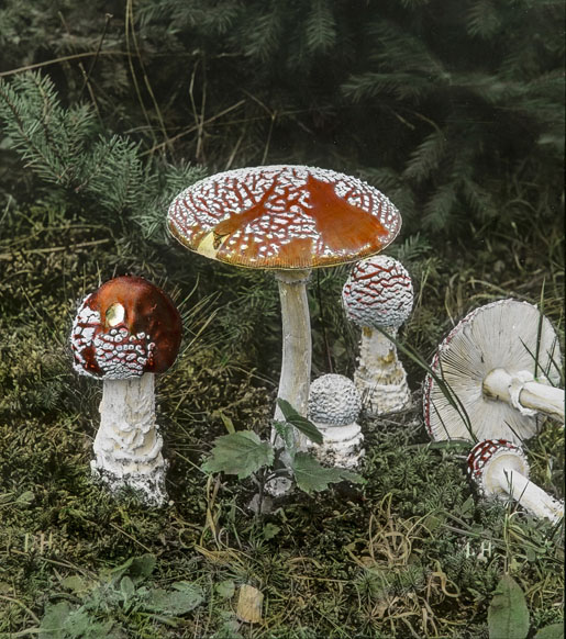Josef Hanel, Fliegenpilz