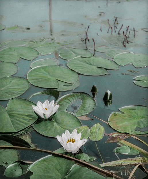 josef hanel seerose