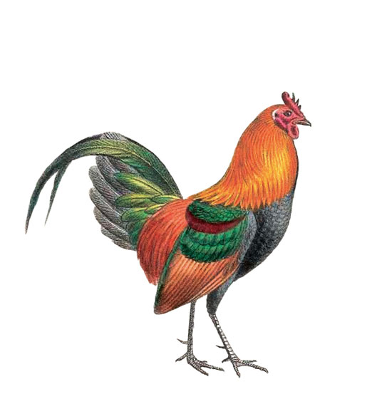 bankiva huhn