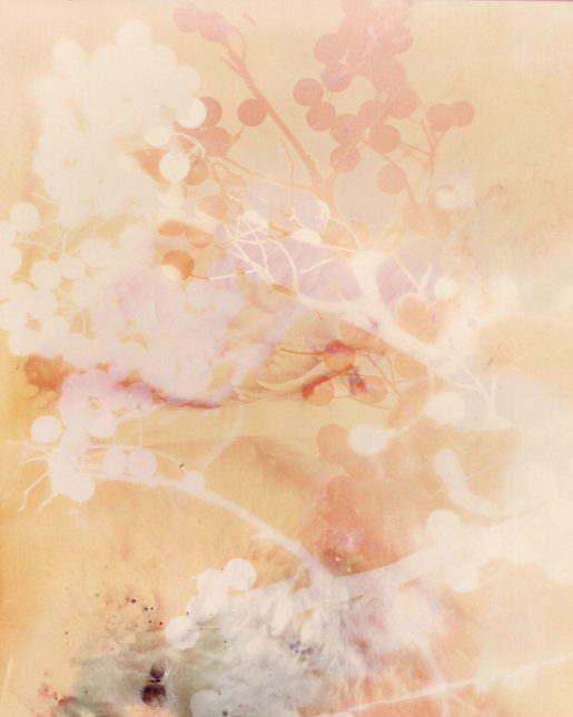 Image: © Christelle Boulé, Botanica, https://christelleboule.com/
