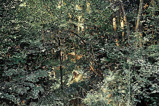 Franz Gertsch: Sommer, 2009 (Bild: © Franz Gertsch & Maria Gertsch-Meer)