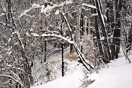Franz Gertsch: Winter, 2009 (Bild: © Franz Gertsch & Maria Gertsch-Meer)