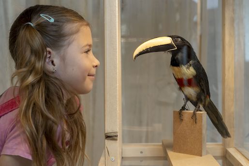 Paradiesvogel - Georgios Kefalas © Museu.BL