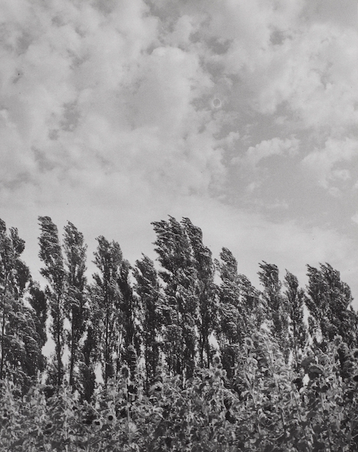 Henriette Grindat, Peupliers et tournesols, route de Velleron, Frankreich, 1951 © Fotostiftung Schweiz