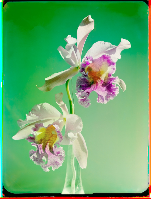 Werner Bischof, Orchideen Studie, Zürich, 1943 © Werner Bischof Estate / Magnum Photos