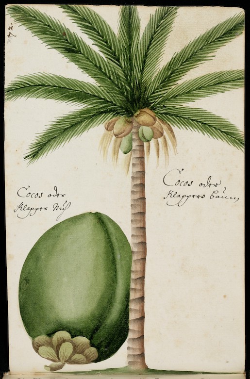 Stiftsbibliothek St.Gallen, Cod. Sang. 1311, S. 319 - Ein Kokosbaum mit Kokosnuss, gezeichnet von Georg Franz Müller in seinem Reissbuech von um 1680 - https://www.e-codices.unifr.ch/en/csg/1311/319