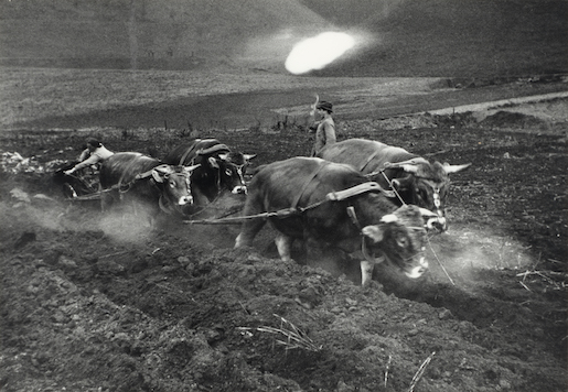 Bild: Jakob Tuggener, Ochsengespann, Küssnacht am Rigi, 1943 © Jakob Tuggener Stiftung / Fotostiftung Schweiz