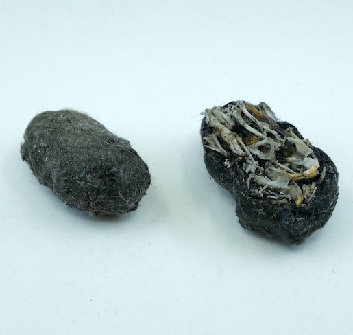 Bild: Gewölle einer Schleiereule mit den Überresten der letzten Mahlzeit: einer Maus. Bild: Silvan Thüring, Naturmuseum Solothurn