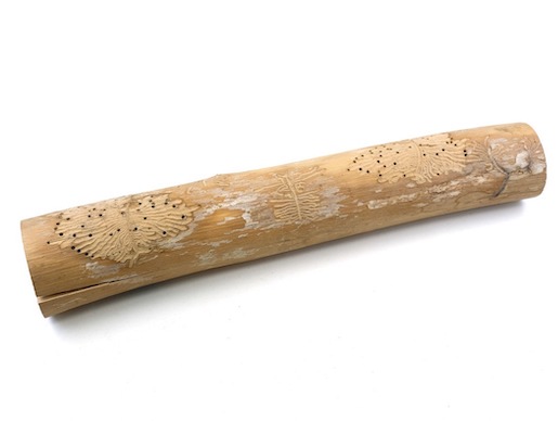 Bild: Seitliche Larvengänge des Bunten Eschenbastkäfers mit den dunklen Ausschlupflöchern - Foto: Silvan Thüring, Naturmuseum Solothurn