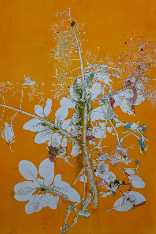 Bild: © Susanne Lemberg, Kleines Florilegium / Perückenstrauch, 2023, Monotypie auf Bütten