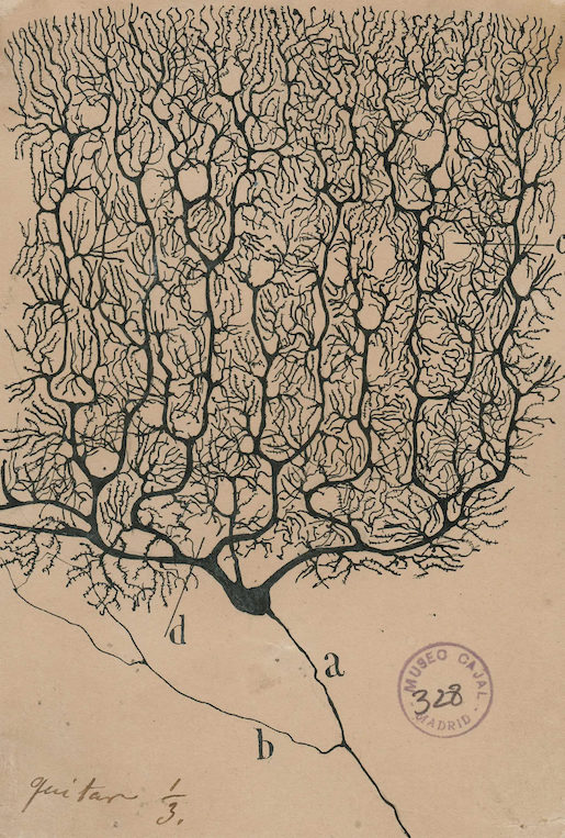 Bild: Purkinje neurons from the human cerebellum, Cajal Institute Madrid, 1899