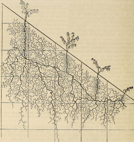Bild: The ecological relation of roots, John Ernest Weaver, 1919