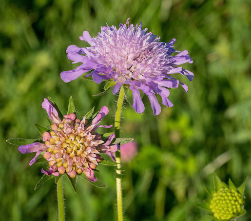 Guufechüssi, Knautia arvensis - Foto: © Beat Schaffner