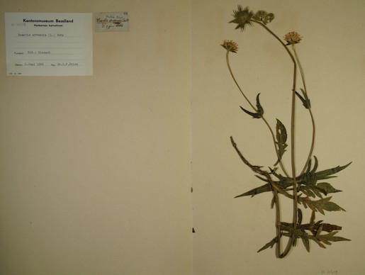 Guufechüssi, Knautia arvensis, Herbarbeleg Archäologie und Museum Baselland
