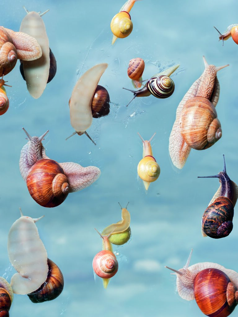 Laurence Kubik, La Suisse abrite plus de 204 espèces d’escargots terrestres dont 40% sont menacée, 2024