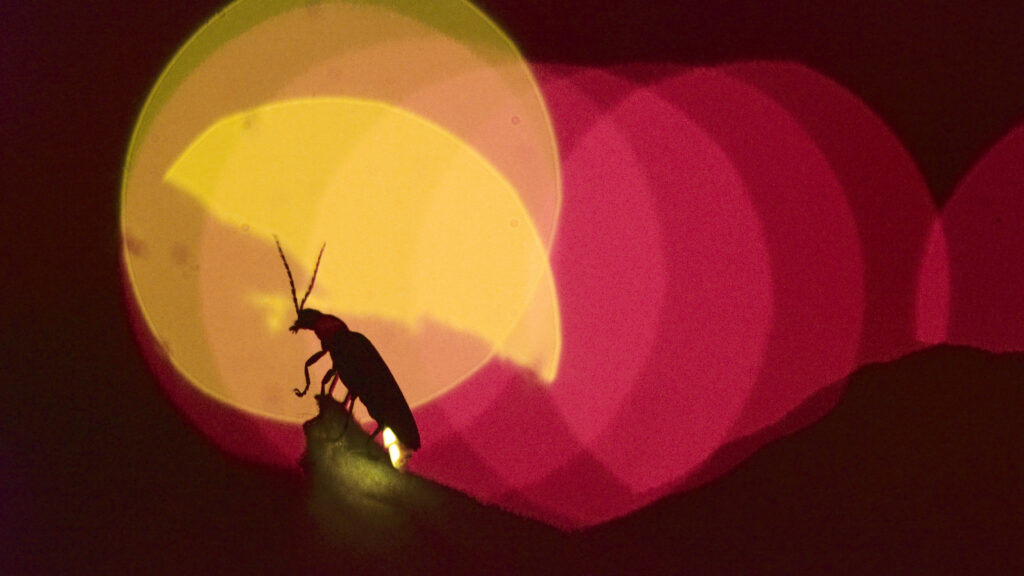 © Robin Meier Wiratunga: «Synchronicity» - Foto: ADAGP
