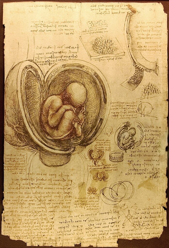 Image: Leonardo da Vinci, Dessin du fœtus © Biblioteca Ambrosiana, Milano https://upload.wikimedia.org/wikipedia/commons/c/c9/Da_Vinci_Studies_of_Embryos_Luc_Viatour.jpg