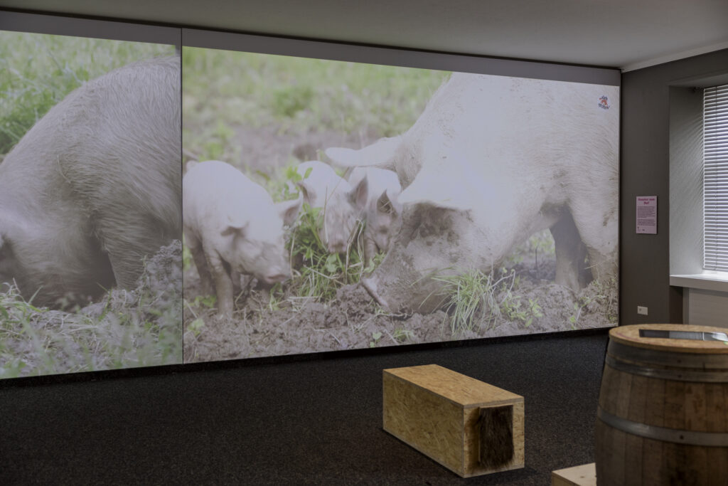Bild: Schwein-zigartig - Foto: © David Nunes, Museum Luzern (2025)