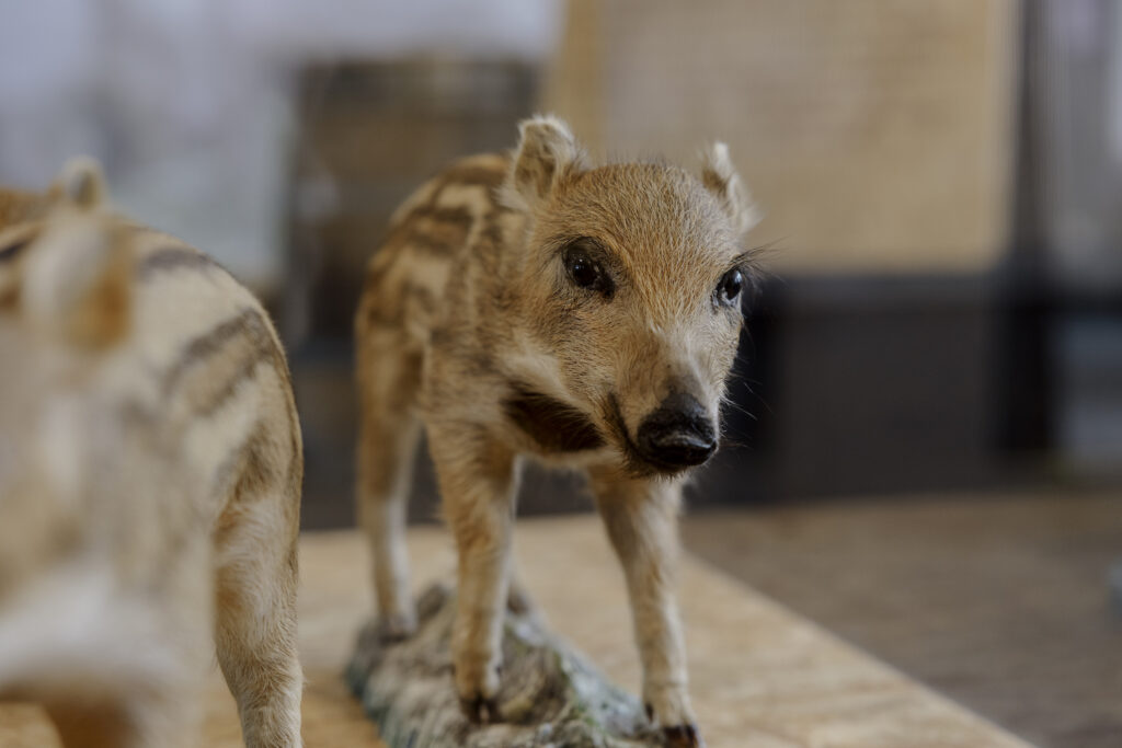 Bild: Schwein-zigartig - Foto: © David Nunes, Museum Luzern (2025)