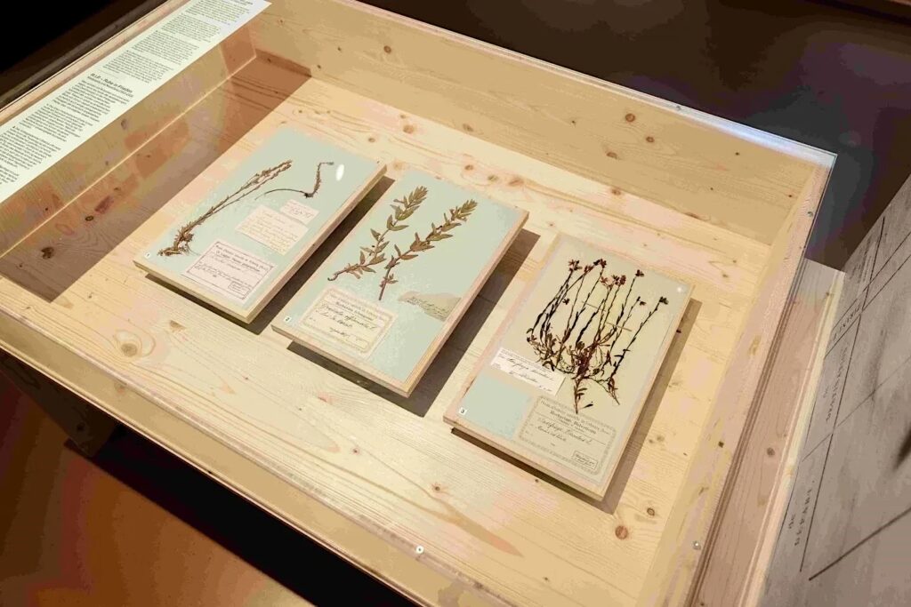 Planches d'herbiers originales © michaelmaillard.com