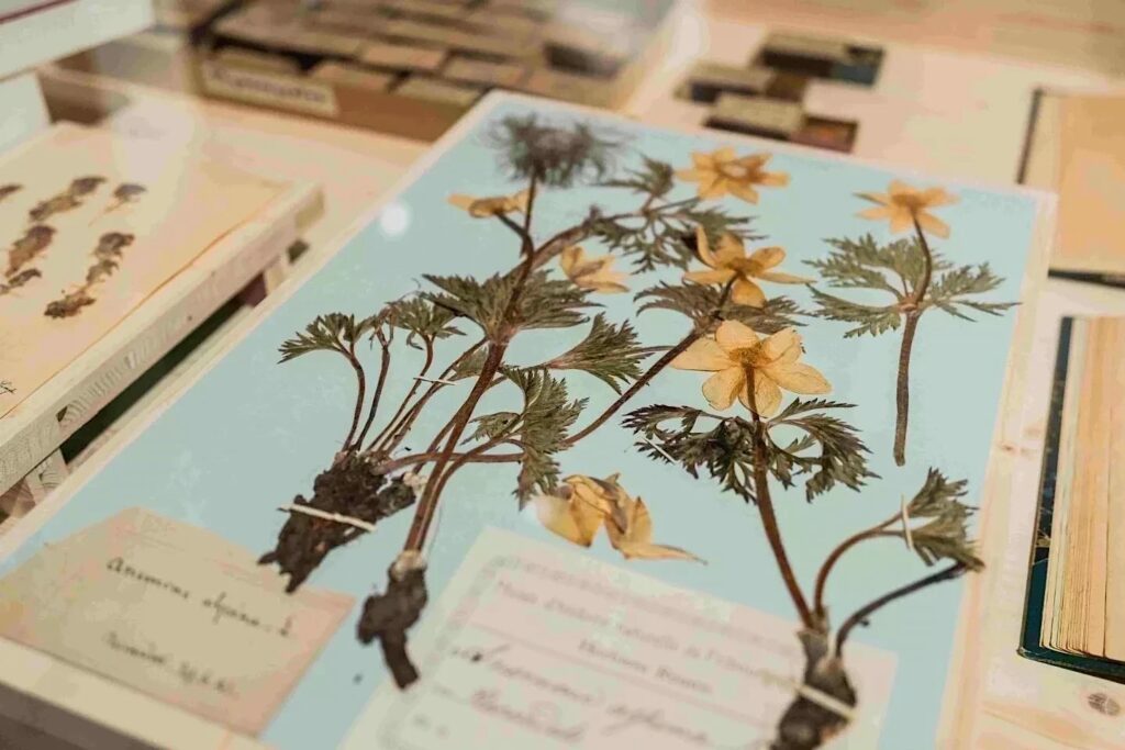 Planche d'herbier de Pulsatille des Alpes © michaelmaillard.com