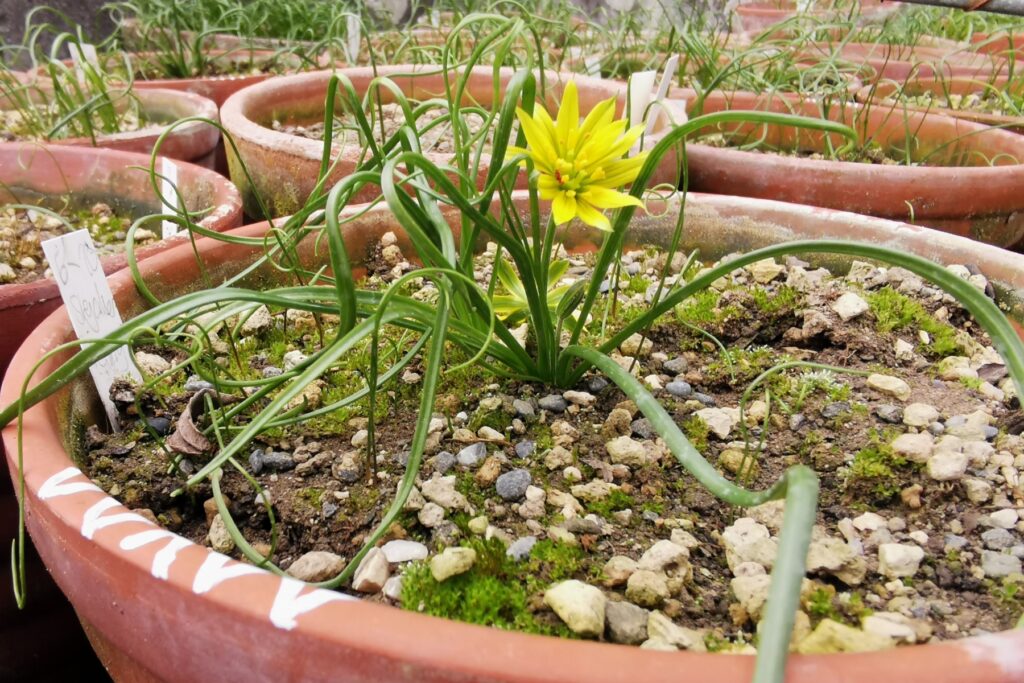 Ex-situ-Vermehrung des Acker-Gelbstern (Gagea villosa (M. Bieb.) Sweet) im Botanischen Garten der Universität Bern. © BOGA