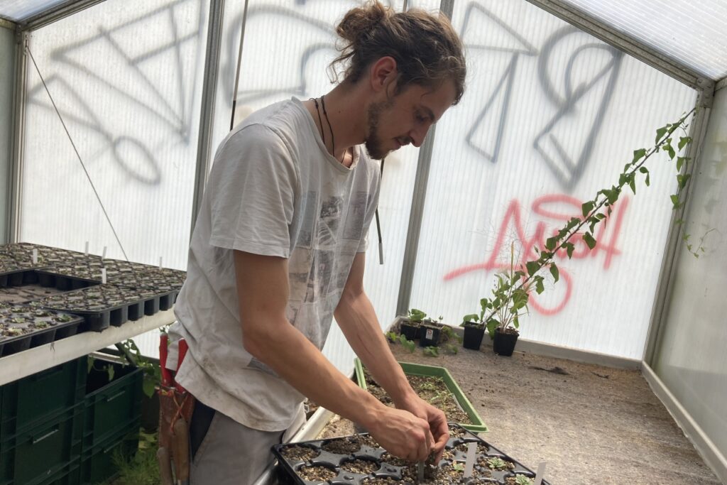 Pflege der Ex-situ-Kulturen im Botanischen Garten der Universität Bern. © BOGA