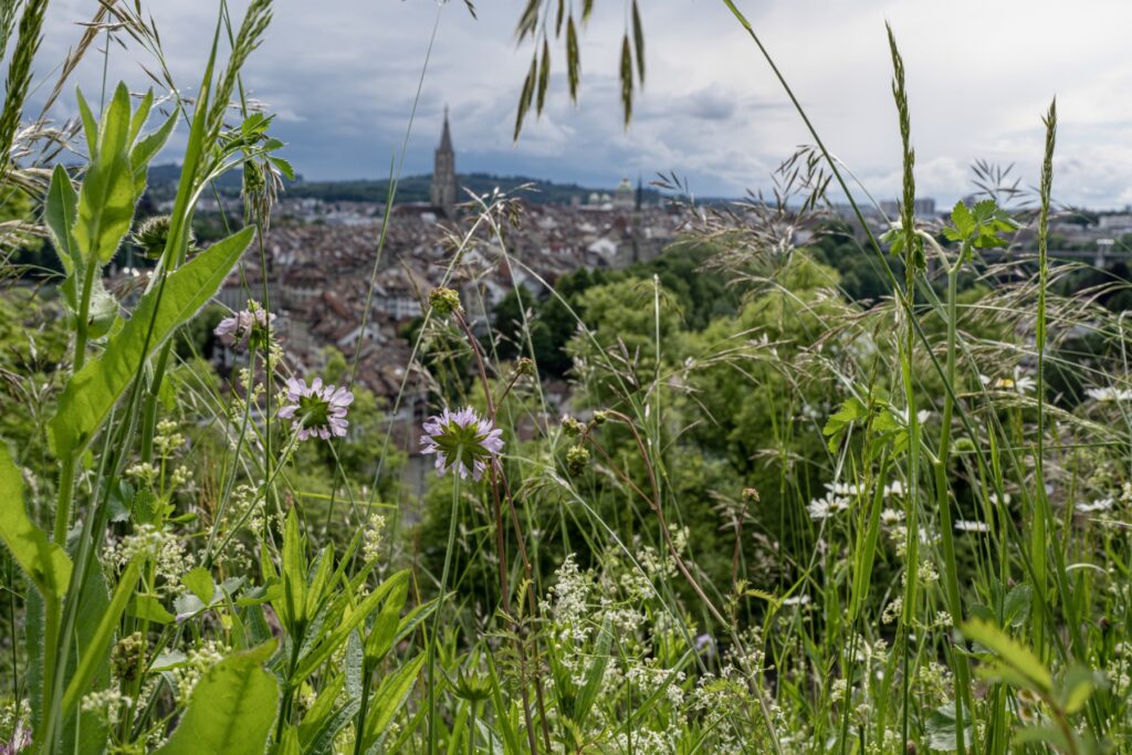 Lebensraum Mitteleuropäischer Halbtrockenrasen am Aargauerstalden in Bern. © Mario del Curto