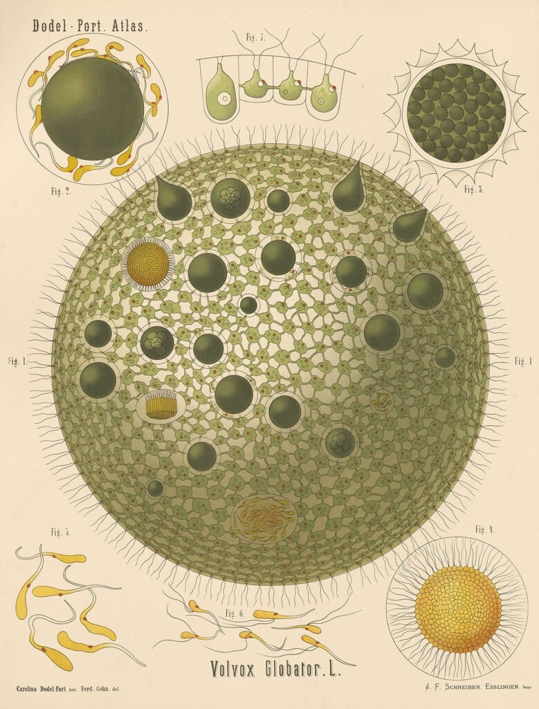 Die Illustration «Volvox Globator L.» von Carolina Dodel-Port im Atlas der Botanik für Hoch- und Mittelschulen, hrsg. von Arnold Dodel-Port und Carolina Dodel-Port, Esslingen 1878/1883. (Bild/ ZB Zürich)
