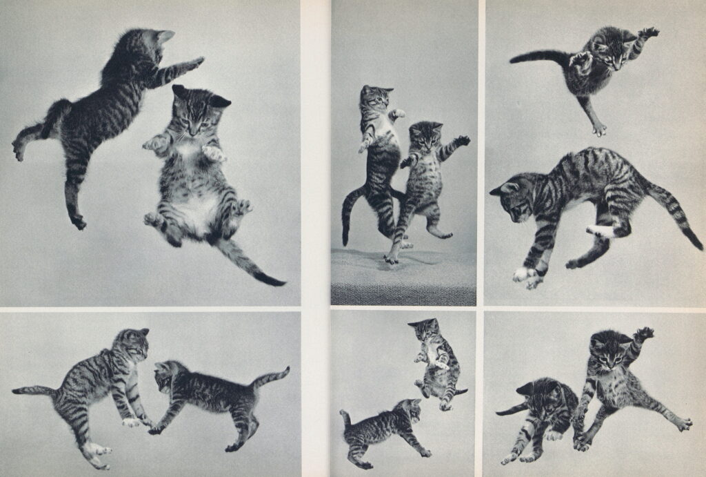 Ylla (Camilla Koffler, dite), 85 chats, La Guilde du livre, Lausanne, 1952 © Pryor Dodge