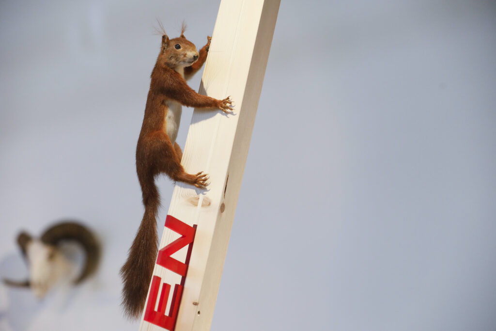 Fotos: Eichhörnchen © https://stadt.winterthur.ch/naturmuseum