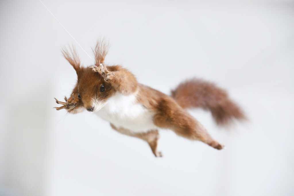 Fotos: Eichhörnchen © https://stadt.winterthur.ch/naturmuseum