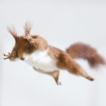 Fotos: Eichhörnchen © https://stadt.winterthur.ch/naturmuseum