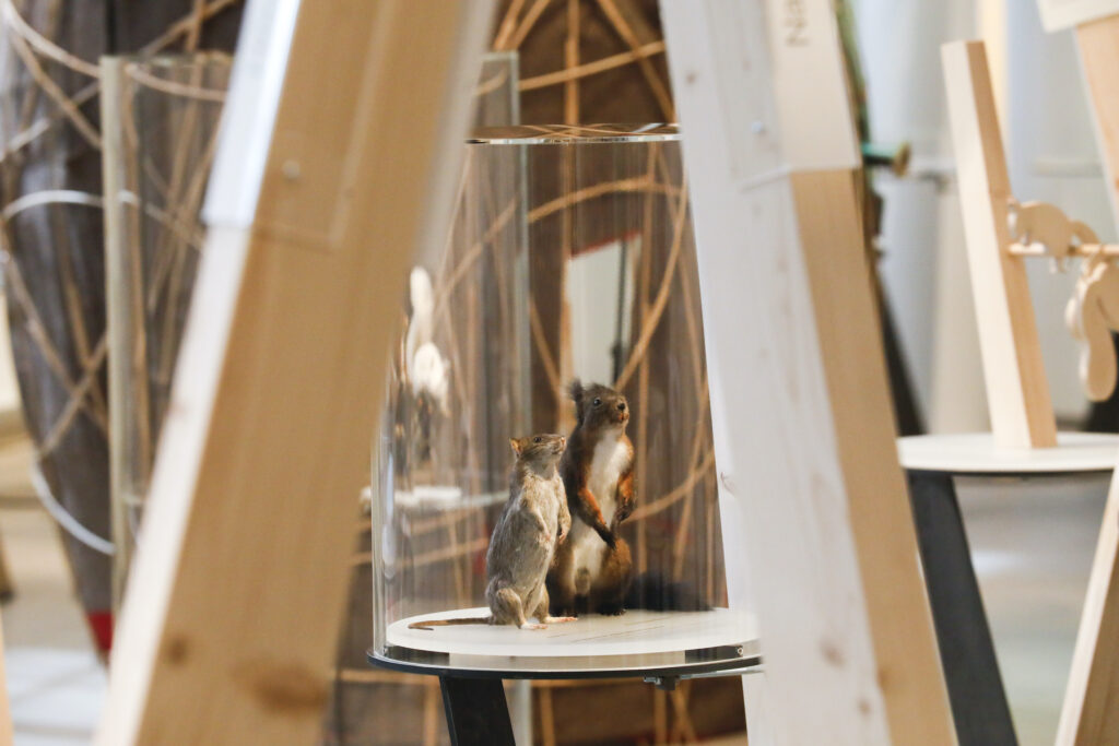 Fotos: Eichhörnchen © https://stadt.winterthur.ch/naturmuseum