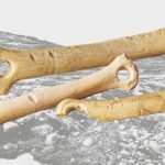 Lochstäbe mit Ritzzeichnungen, Thayngen-Kesslerloch Als 1874 bei den ersten Ausgrabungen in der Kesslerlochhöhle bei Thayngen auch kleine Kunstobjekte entdeckt wurden, galt dies als Sensation. Weltweit bekannt wurde insbesondere die Ritzzeichnung des sogenannten «Weidenden Rentiers» (auf dem Lochstab im Vordergrund). Die naturgetreue Darstellung zeigt eindrücklich, wie aufmerksam die Menschen ihre Umgebung beobachteten.