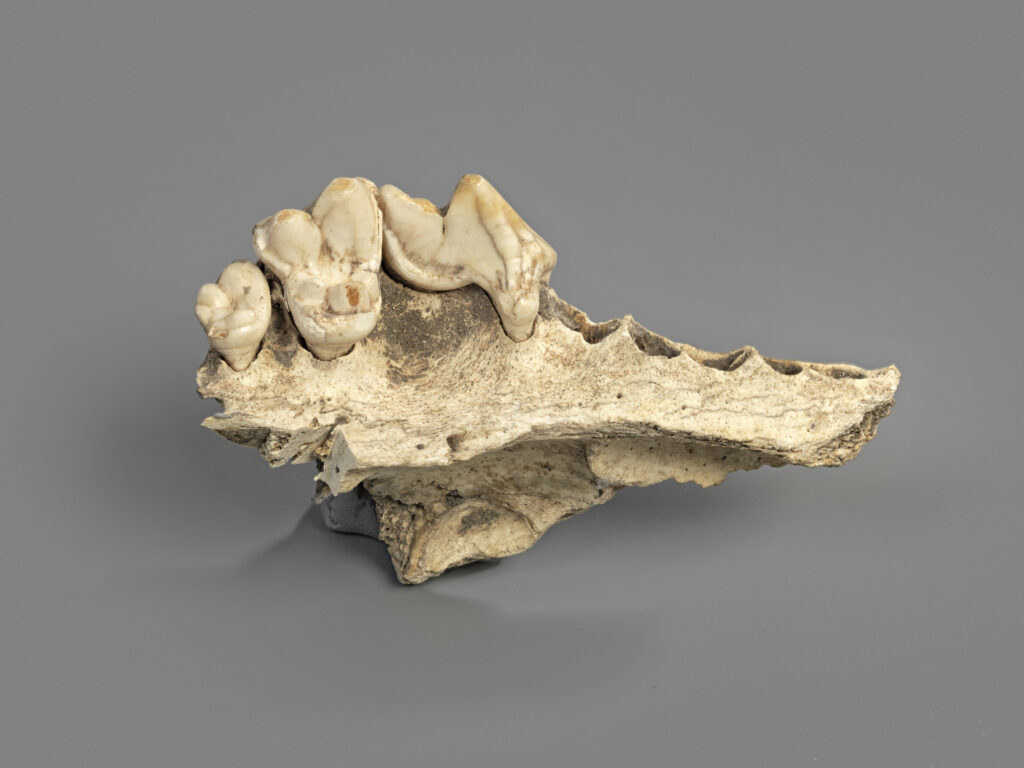 Oberkieferknochen eines Hundes, Thayngen-Kesslerloch Kantonsarchäologie Schaffhausen Der erste Haushund Der gefundene Oberkieferknochen stammt – wie Vergleiche zeigen – nicht von einem Wolf, sondern von einem Hund, der vor über 14 000 Jahren lebte. Damit liefert er einen der  ältesten Belege für die Zähmung des Wolfes. Der Hund, der seither als treuer Begleiter des Menschen gilt, war also bereits den Rentierjäger:innen bekannt und unterstützte sie vermutlich bei der Jagd.