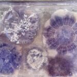Jellyfish, Recherche sur le terrain dans le Limfjord, Danemark, 2025, avec Plankton Ecosystems - Photo: Riikka Tauriainen