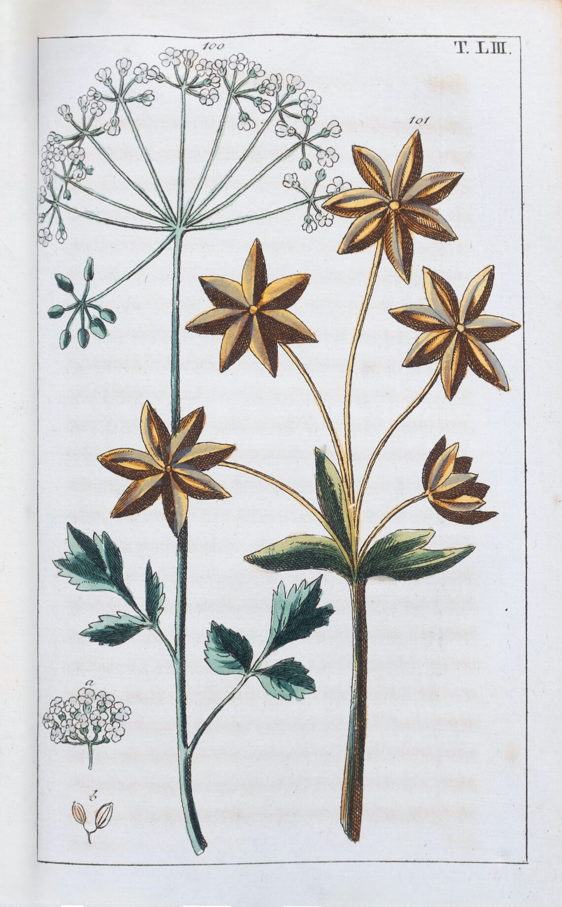 Gottlieb Tobias Wilhelm, Unterhaltungen aus dem Pflanzenreich, Anis / Tafel LIII, Augsburg 1821 - Foto: Museum für medizinhistorische Bücher Muri