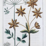 Gottlieb Tobias Wilhelm, Unterhaltungen aus dem Pflanzenreich, Anis / Tafel LIII, Augsburg 1821 - Foto: Museum für medizinhistorische Bücher Muri