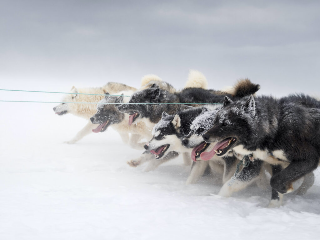 NONAM_Markus Bühler_Schlittenhunde