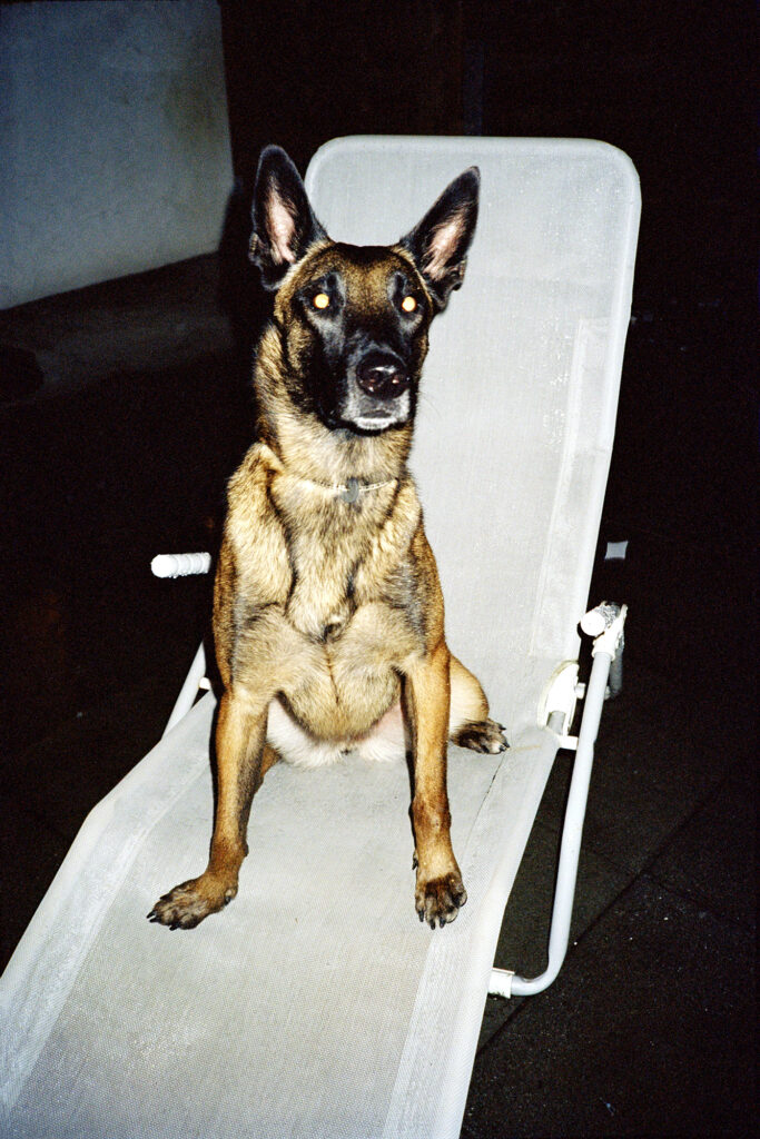 © Fabian Hugo, Chien de sauvetage suisse en retraite, 2008