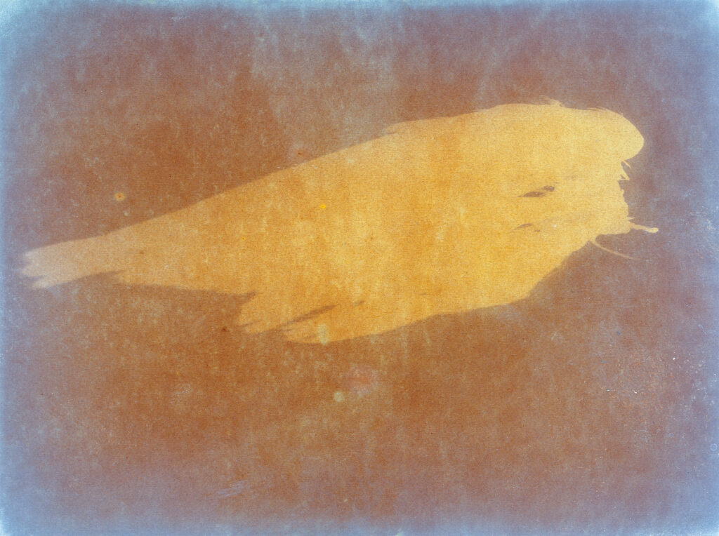 Ester Vonplon, Ohne Titel, aus Flügelschlag, 2020–2024 © Ester Vonplon