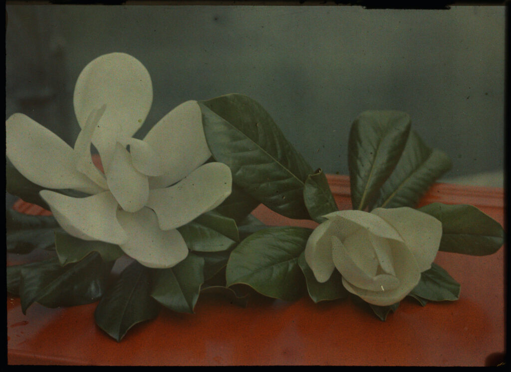 Anny Wild-Siber, Magnolie, ca. 1915-1935, gemeinfrei / Public Domain