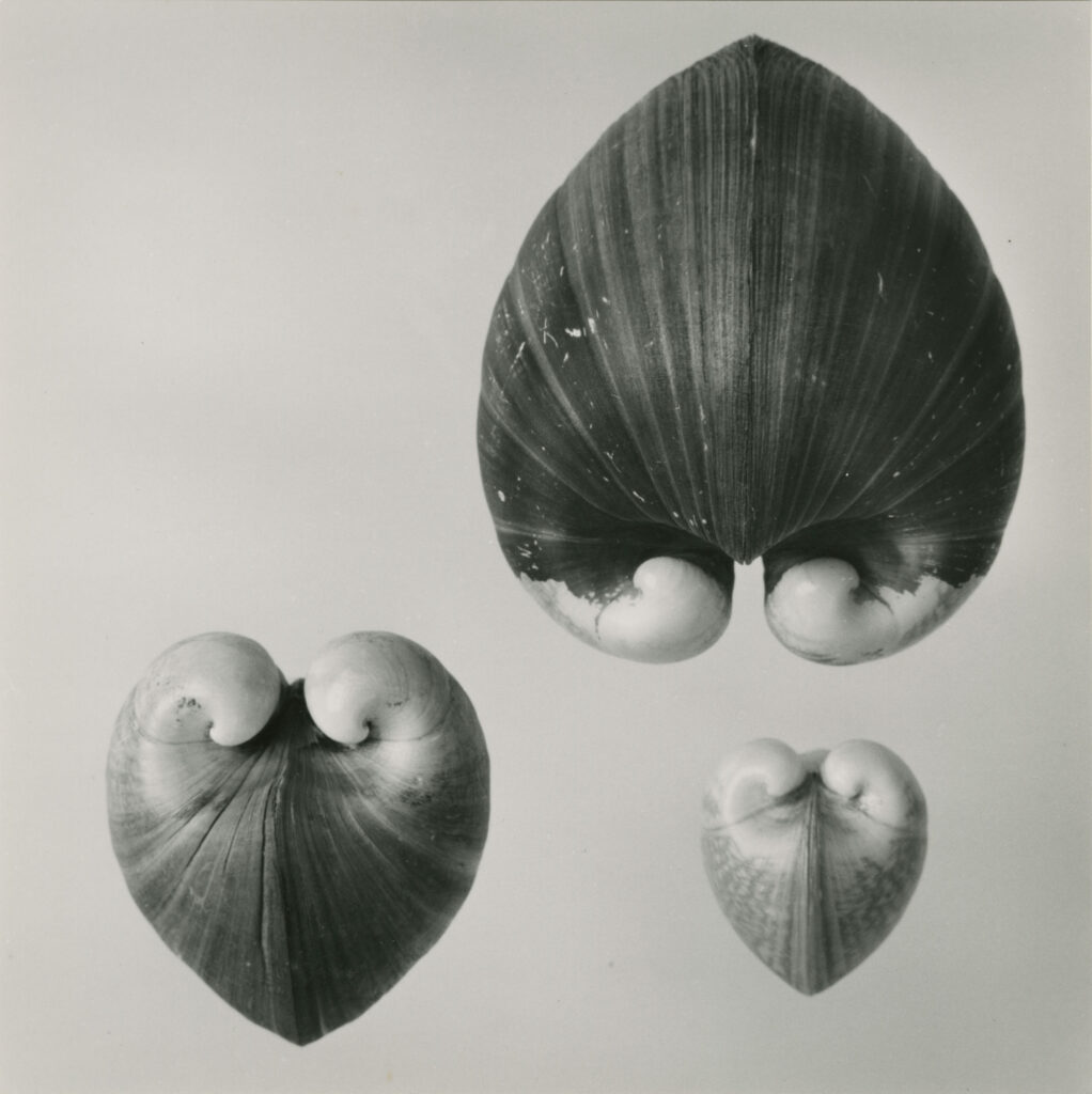 Leni Willimann, Muscheln (Isocardia cor), ca. 1960 © Leni Willimann / Fotostiftung Schweiz