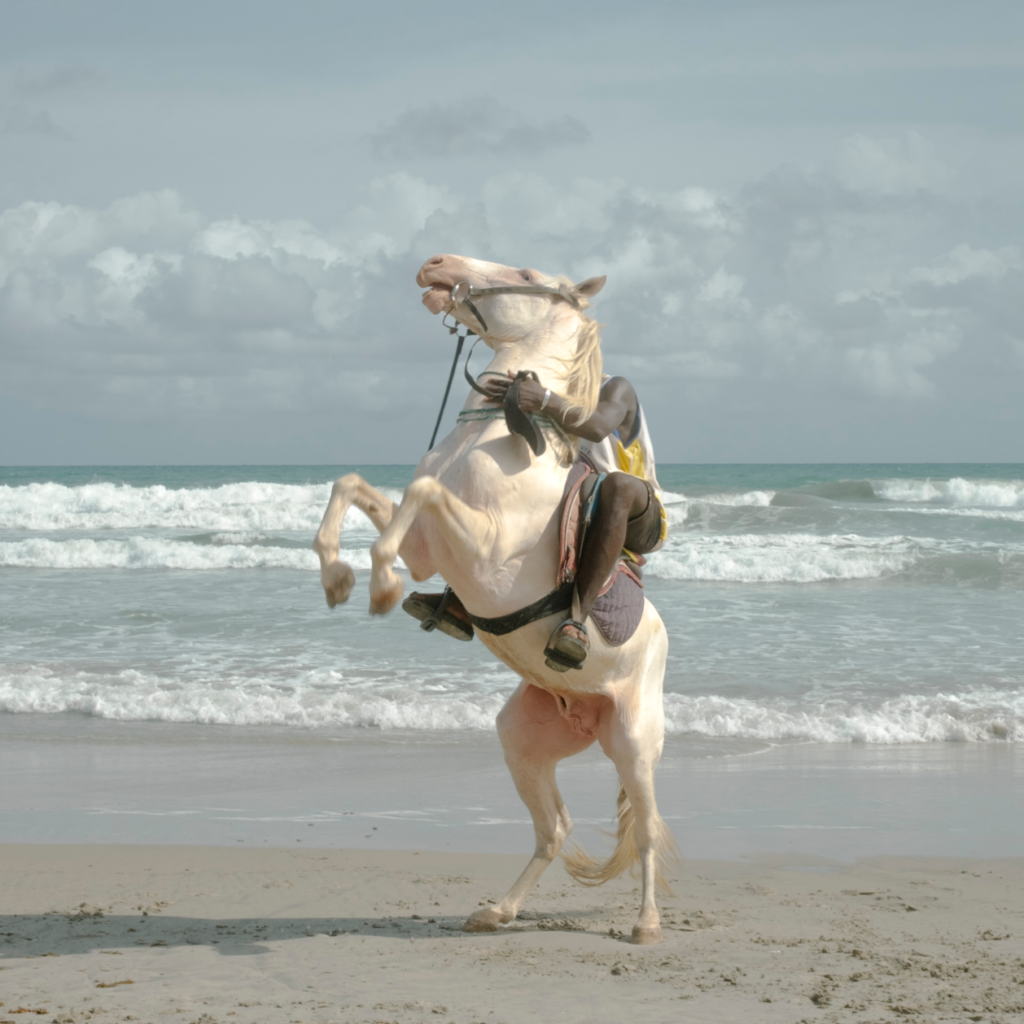 true-picture-titelbild-white-horse