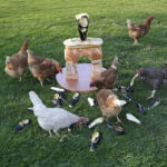 © Sonja Feldmeier, Iconoclastic Digestion Systems, 2026, 5-teilig, Fotografien auf Papier, diverse Grössen