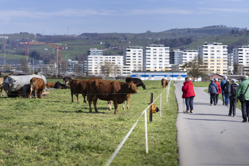Bild: Kühe und Rinder weiden auf der Lorzenebene, zwischen Cham und der Stadt Zug, fotografiert am Montag, 6. April 2026 in Zug.
Fotonachweis: KEYSTONE-SDA / Gaëtan Bally